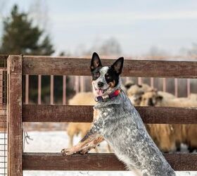working dog gets stolen and dropped in a shelter 700 miles from home, OlgaOvcharenko Shutterstock