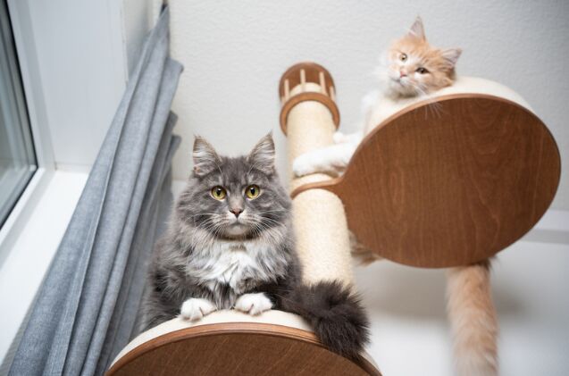 is a cat tree necessary for my cat, Photo credit Nils Jacobi Shutterstock com