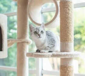 is a cat tree necessary for my cat, Photo credit ANURAK PONGPATIMET Shutterstock com