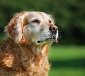 this revolutionary drug could help extend the lifespan of dogs, BIGANDT COM Shutterstock