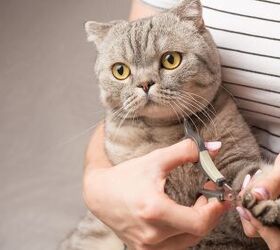 scientists may have found a better way to trim a cats nails, Anton27 Shutterstock