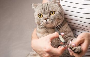 Scientists May Have Found a Better Way To Trim a Cat’s Nails