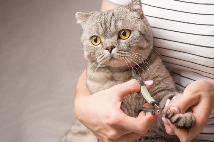 scientists may have found a better way to trim a cats nails, Anton27 Shutterstock