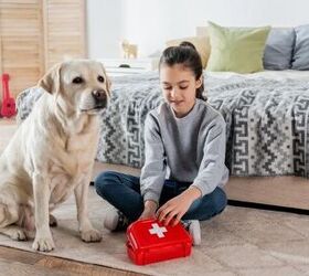 what should i include in a pet first aid kit, Photo credit LightField Studios Shutterstock com