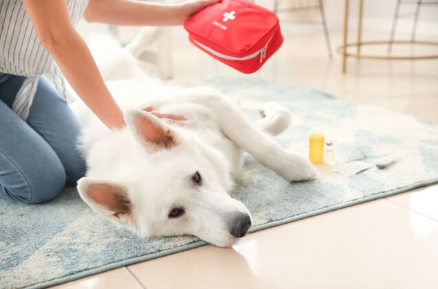 what should i include in a pet first aid kit, Photo credit Pixel Shot Shutterstock com