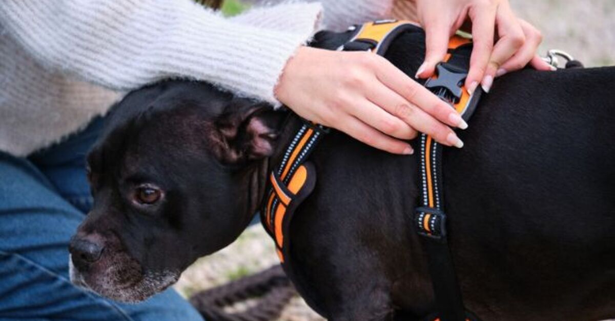 how to put on dog harness vest
