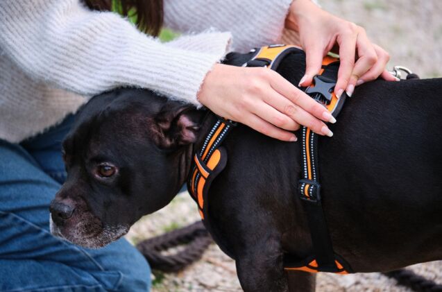 what is the best dog harness for senior dogs, Photo credit Ladanifer Shutterstock com