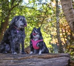 The Columbus Dog Show 2025 showcasing canine talents