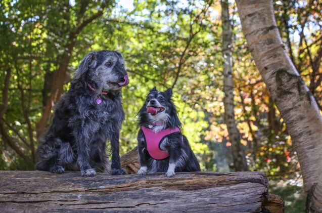 what is the best dog harness for senior dogs, Photo credit Annette Shaff Shutterstock com