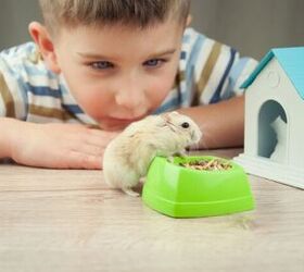 are hamsters good pets for kids, Photo credit IgorAleks Shutterstock com