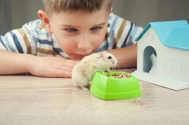 are hamsters good pets for kids, Photo credit IgorAleks Shutterstock com