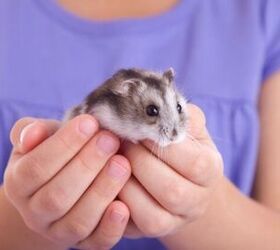 are hamsters good pets for kids, Photo credit Organic Matter Shutterstock com