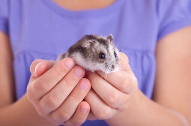 are hamsters good pets for kids, Photo credit Organic Matter Shutterstock com