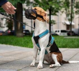 Can I Muzzle My Dog to Stop Barking?
