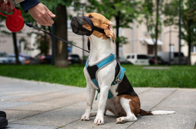 can i muzzle my dog to stop barking, Photo credit Olezzo Shutterstock com