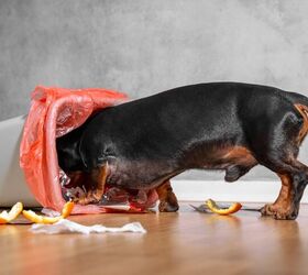 What to Do If Your Dog Ingested Something They Shouldn't?