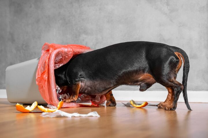 what to do if your dog ingested something they shouldn t, Masarik Shutterstock