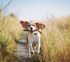 how much outdoor time does my dog need, tetiana u Shutterstock