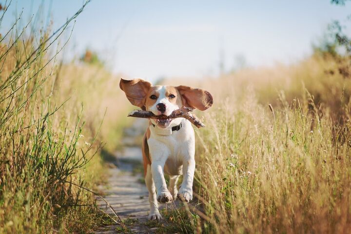 how much outdoor time does my dog need, tetiana u Shutterstock