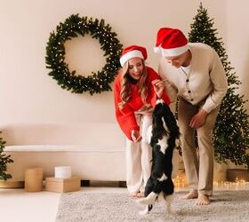 half of americans believe pets steal the spotlight during holidays, Elizaveta Starkova Shutterstock