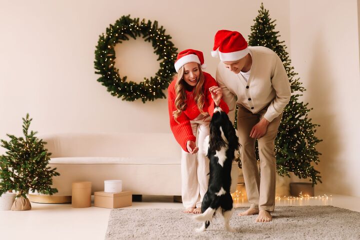 half of americans believe pets steal the spotlight during holidays, Elizaveta Starkova Shutterstock