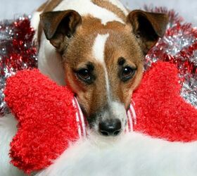 Watch As Adorable Shelter Dogs Pick Their Own Christmas Toys