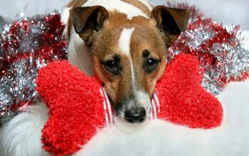 Watch As Adorable Shelter Dogs Pick Their Own Christmas Toys