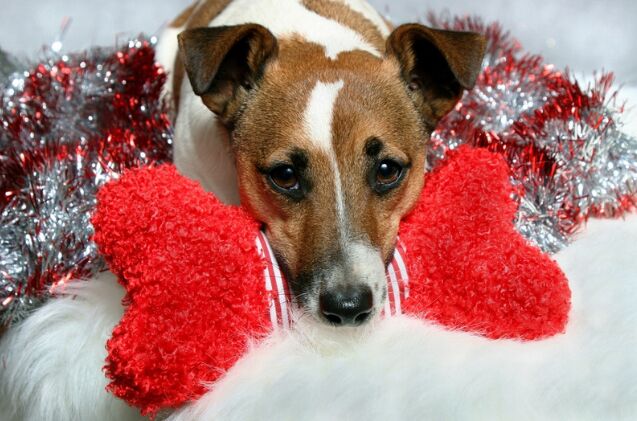 watch as adorable shelter dogs pick their own christmas toys, Photo credit Photohunter Shutterstock com