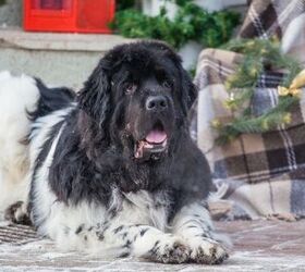 newfoundland dogs deliver your tree at this us christmas tree farm, Photo credit Izida1991 Shutterstock com