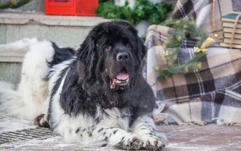 Newfoundland Dogs Deliver Your Tree at This US Christmas Tree Farm