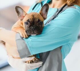 Vet School Aims to Dispel Misinformation About Mysterious Illness