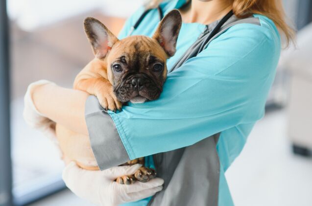 vet school aims to dispel misinformation about mysterious illness, Photo credit Hryshchyshen Serhii Shutterstock com