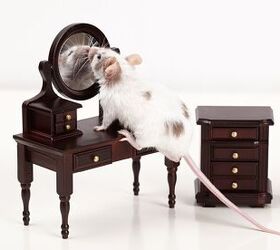 mice have passed the mirror test what it means, AlohaHawaii Shutterstock