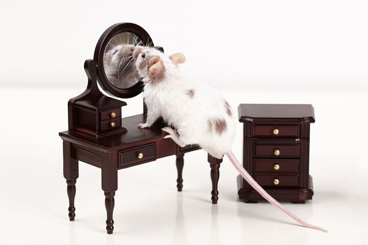 mice have passed the mirror test what it means, AlohaHawaii Shutterstock
