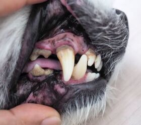 How Can I Remove Plaque From My Dog's Teeth?
