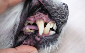 How Can I Remove Plaque From My Dog's Teeth?