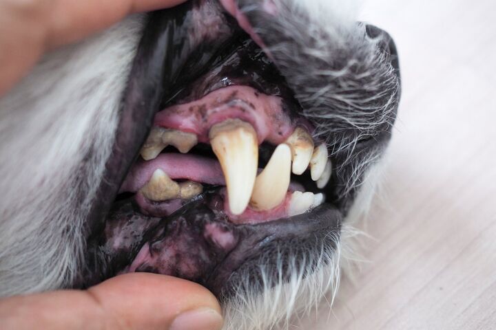 how can i remove plaque from my dog s teeth, Kittima05 Shutterstock
