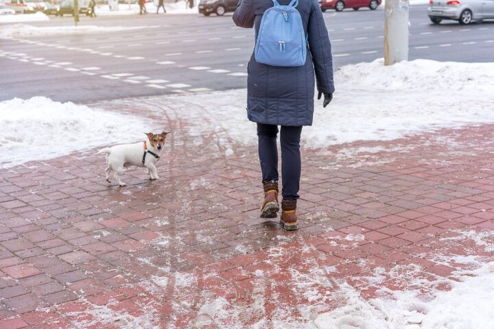 is rock salt toxic to dogs, Bonsales Shutterstock
