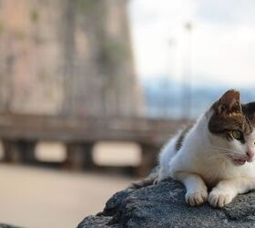 San Juan Puerto Rico’s Iconic Stray Felines to Be Evicted
