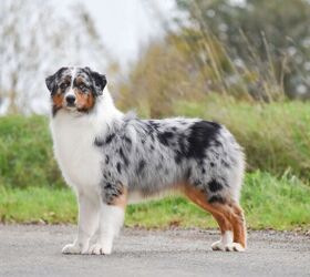 https://cdn-fastly.petguide.com/media/2023/12/20/08231/new-survey-ranks-america-s-top-dog-breeds-by-state.jpg?size=350x220