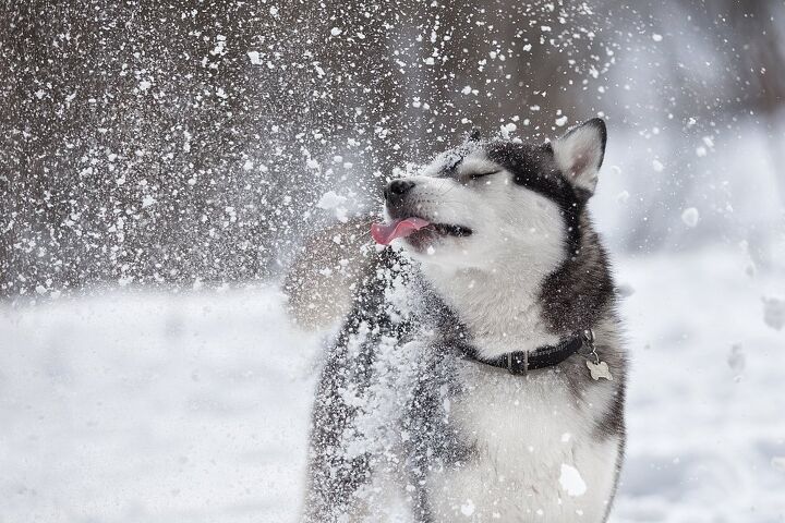how cold is too cold for my dog to be outside, Vivienstock Shutterstock