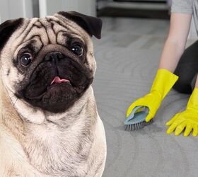 how to clean dog diarrhea from carpet, Di Studio Shutterstock