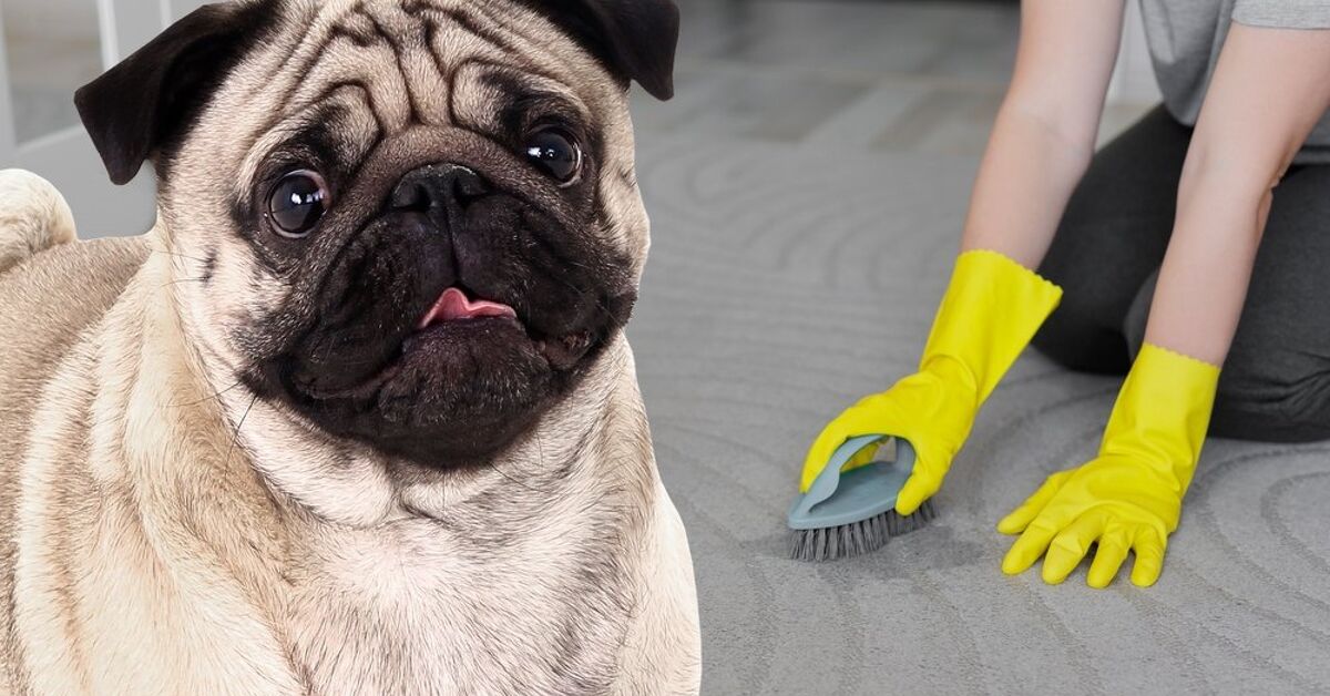 How To Clean Dog Diarrhea From Carpet Petguide