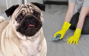 How to Clean Dog Diarrhea From Carpet