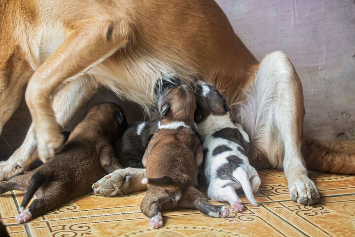 golden retriever nurses african painted dog pups rejected by their mom, Valentino Hendryco Shutterstock