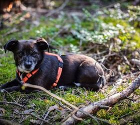 lost dog rescued after surviving six years alone in the woods, Freddy Sky Shutterstock