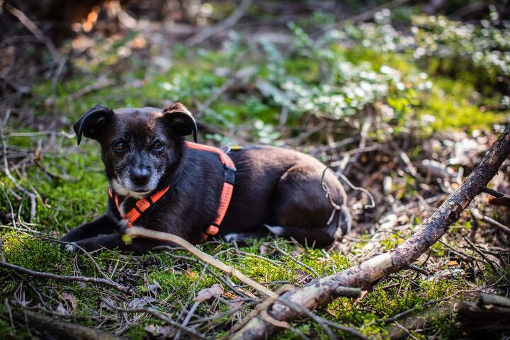 lost dog rescued after surviving six years alone in the woods, Freddy Sky Shutterstock