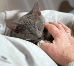 human cat amputee duo teams up to help others through animal therapy, Marina Demidiuk Shutterstock