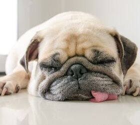 Study Shows Shape of a Dog’s Head Can Actually Affect Their Sleep