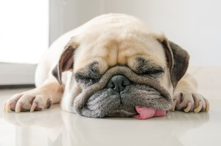 study shows shape of a dogs head can actually affect their sleep, fongleon356 Shutterstock